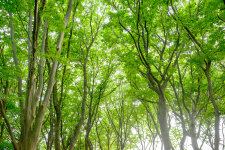 Fresh green trees in the forestの写真素材