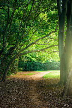 Park trees and walking pathの写真素材
