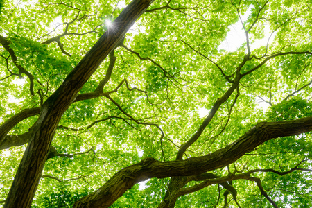 Maple tree silhouetteの写真素材