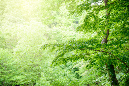 Scenery from the deep forest of Japanの写真素材