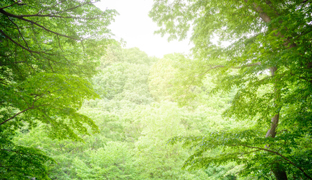 Scenery from the deep forest of Japanの写真素材