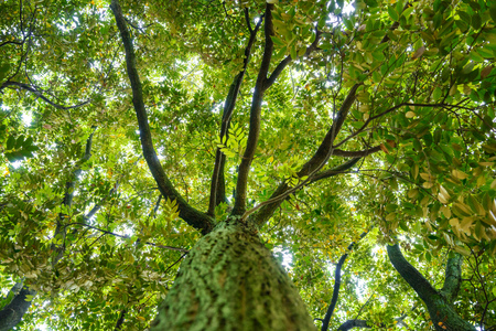 Deep forest treesの写真素材