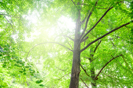 Deep forest trees and sunlightの写真素材