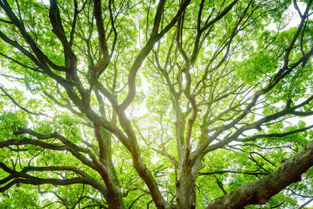 Big evergreen treeの写真素材