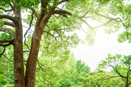 Big evergreen treeの写真素材