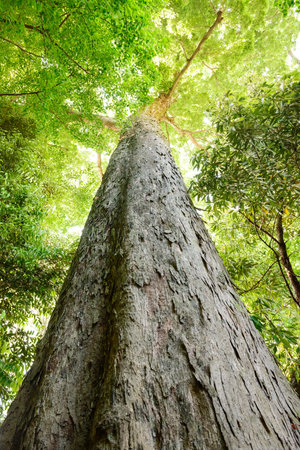 Mysterious big tree in the forest