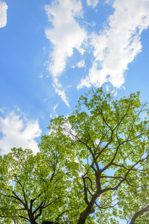 Fresh green trees and blue sky and cloudsの写真素材