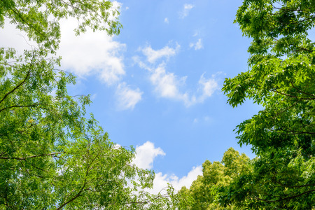 Fresh green trees and blue sky and cloudsの写真素材