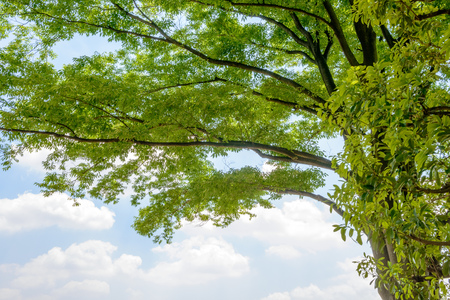 Fresh green tree and  sky and cloudsの写真素材