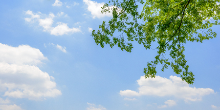 Fresh green tree and blue sky and cloudsの写真素材
