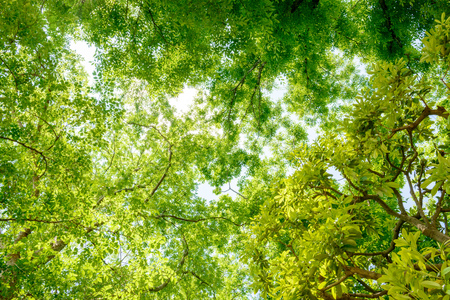 Look up at the trees in the forestの写真素材