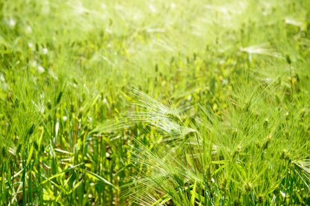 Wheat field on a sunny dayの写真素材
