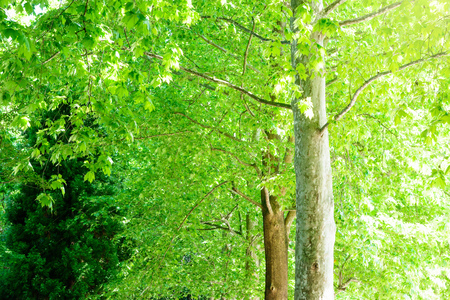 Fresh green treesの写真素材