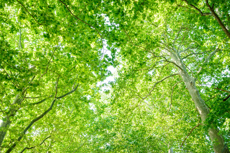 Fresh green treesの写真素材