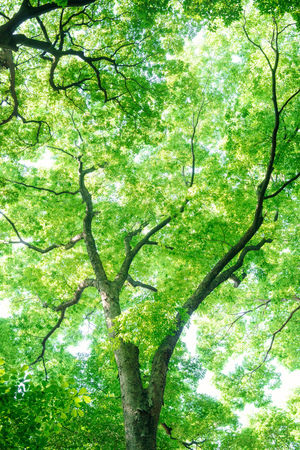 Look up at the trees in the forestの写真素材