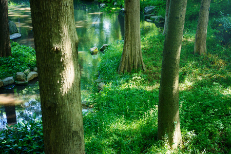 Forest creekの写真素材