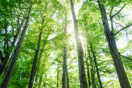 Tall trees forestの写真素材