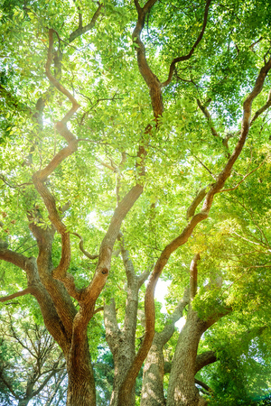 Great Camphor tree.の写真素材