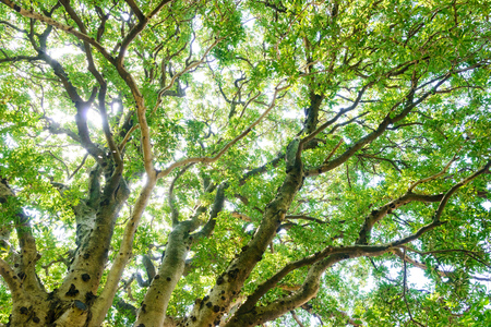 Look up at the trees in the forestの写真素材