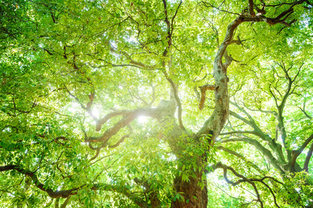 Giant tree in the forest.の写真素材
