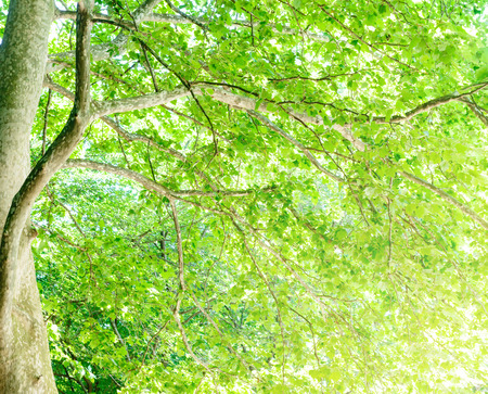 Fresh green treesの写真素材