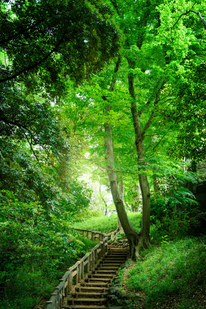 Hiking trail in deep woodsの写真素材