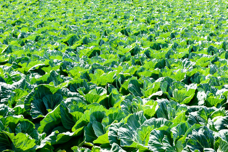 Highland vegetables, cabbage fieldの写真素材