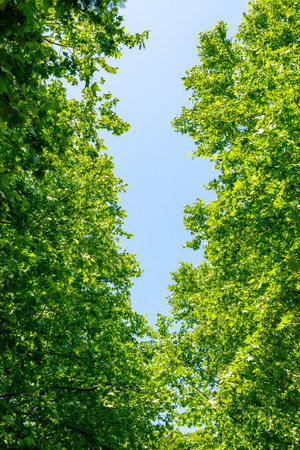 Fresh green tree and blue skyの写真素材