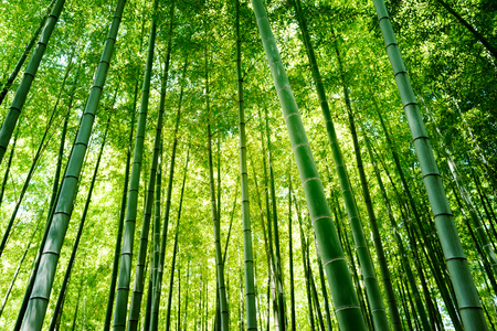 Bamboo forest in Japan.の写真素材