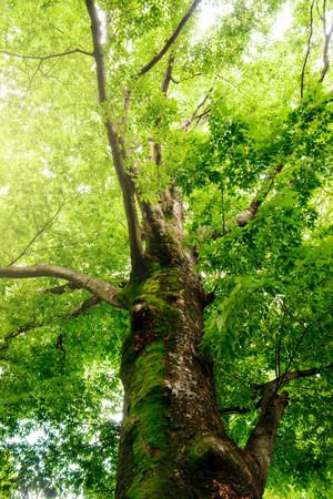 Giant tree in the forest.の写真素材
