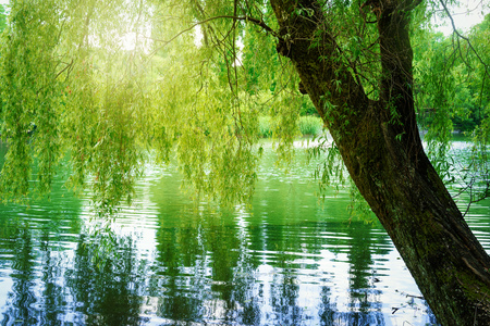 Pond and willow treeの写真素材