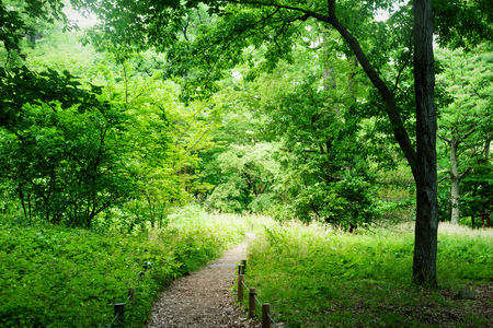 Hiking trails in the forestの写真素材