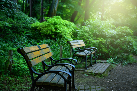 Bench in the forestの写真素材