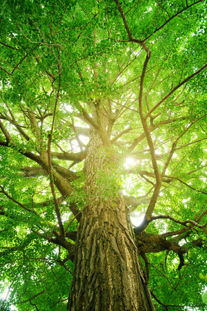 Giant tree in the forest.の写真素材