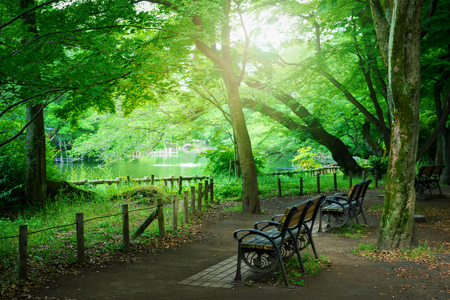 Park with a pondの写真素材
