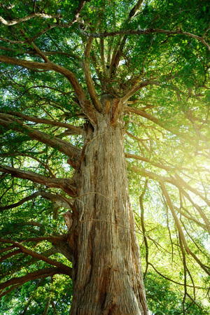 Great evergreensの写真素材