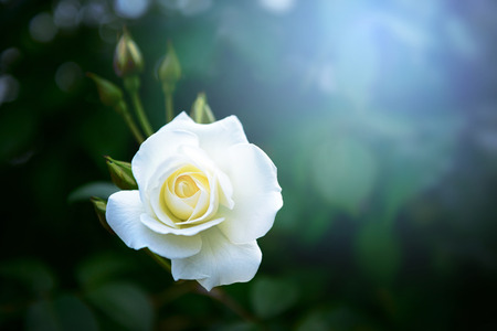 Rosの写真素材