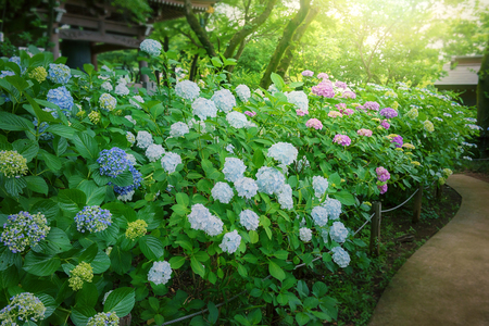 Hydrangea, Japanese rainy season. Heart shape.の写真素材