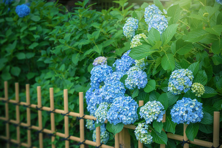 Hydrangea, Japanese rainy season. Heart shape.の写真素材