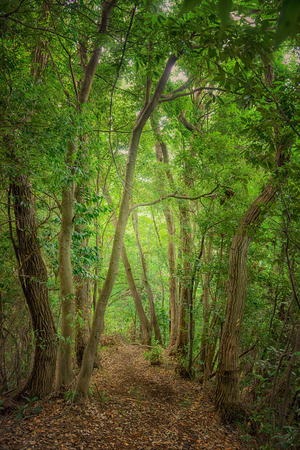 The way to the deep forestの写真素材