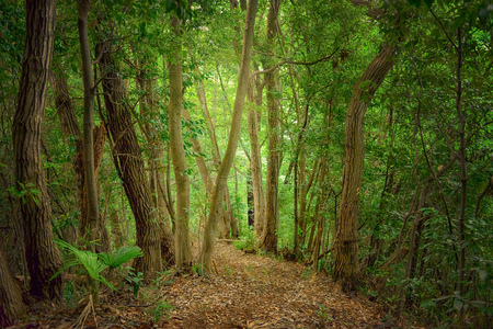 The way to the deep forestの写真素材