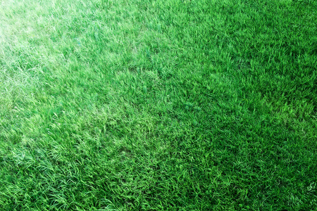 Bird's eye view of the grassland.の写真素材