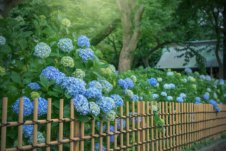 Hydrangea, Japanese rainy season. Heart shape.の写真素材