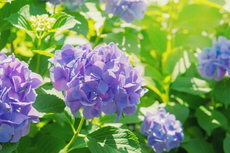 Hydrangea, Japanese rainy season. Heart shape.の写真素材