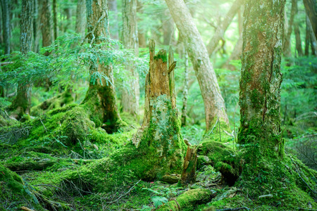 Moss forestの写真素材