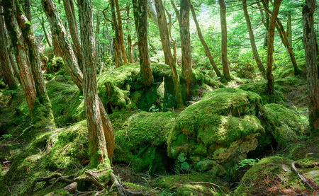 Moss forestの写真素材