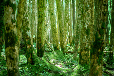 Moss forestの写真素材