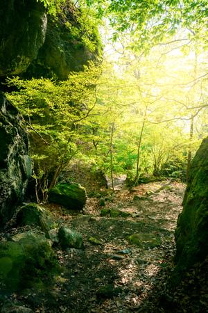 Hiking trails in the forestの写真素材