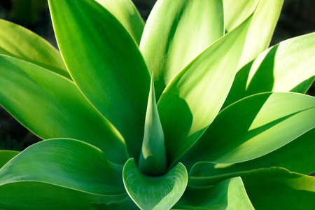Tropical plantの写真素材
