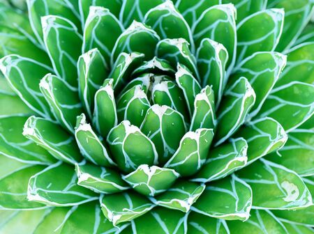 Tropical plantの写真素材